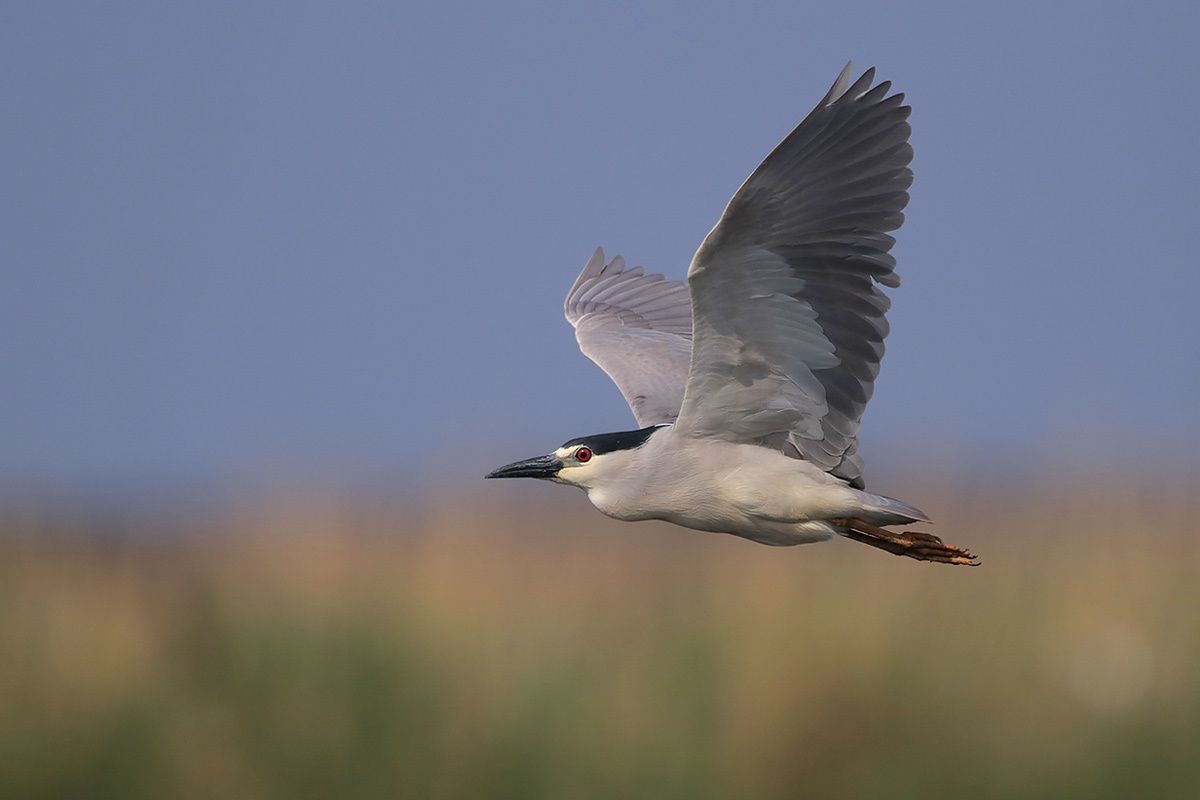 Black-crowned Night-Heron