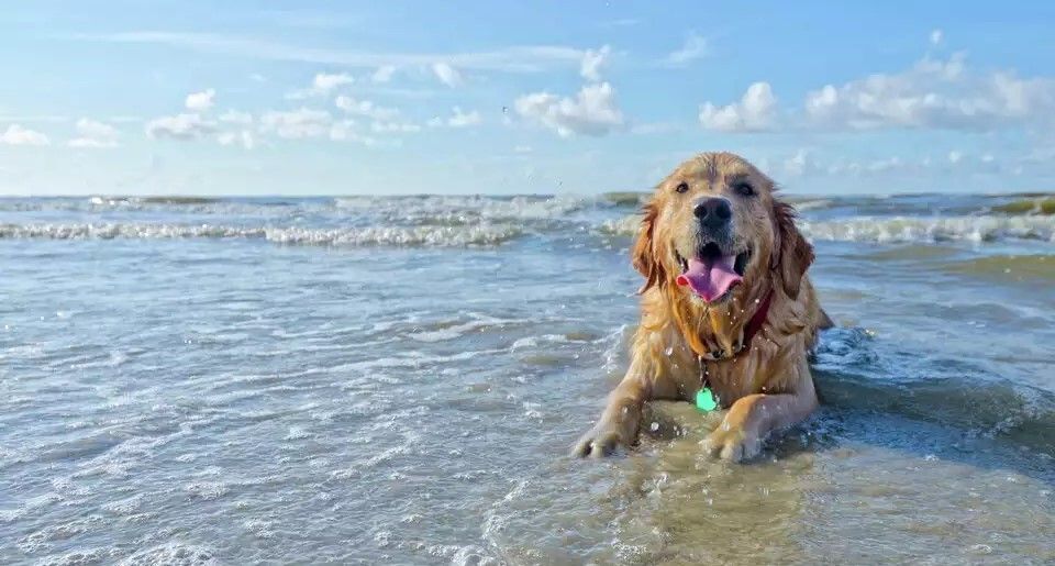 Beat the Heat: Our Best Summer Pet Safety Tips