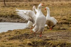 FAUNA'S DOMESTIC GEESE