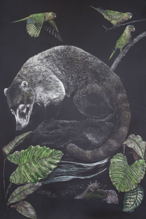 Orange Fronted Parakeet - White Nosed Coati - Axolotl