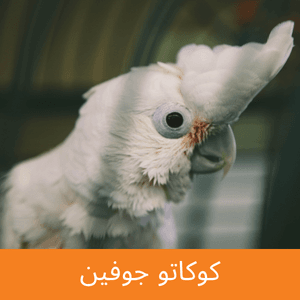 Goffin's Cockatoo