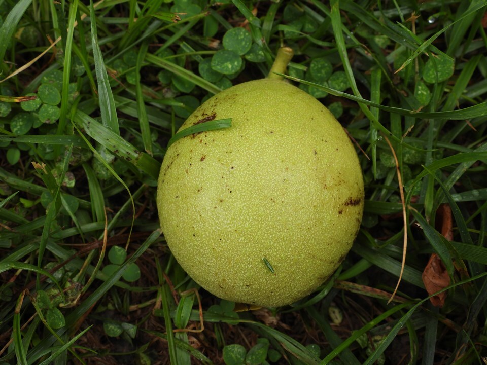 Black Walnut - Pack of 100 Seedlings (6"-12")