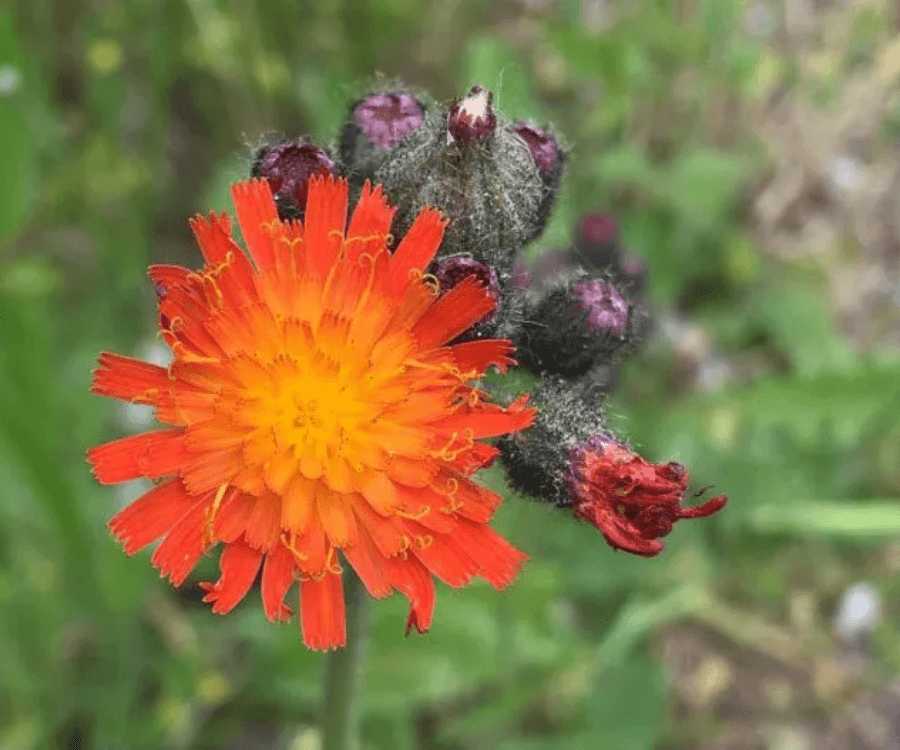 Orange Hawkweed