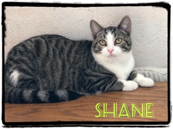Shane