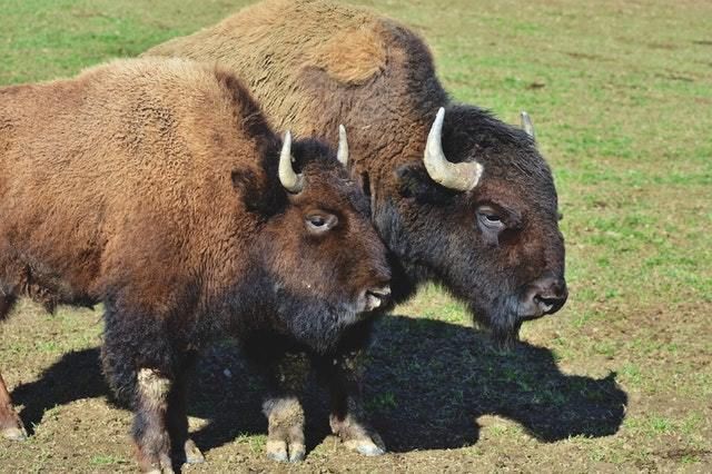 Photo of two bison