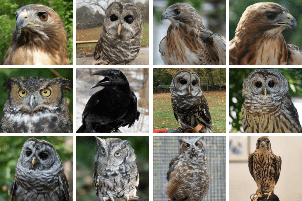 A Collage of Audubon's Avian Ambassadors