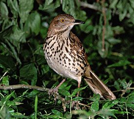 black thrasher bird