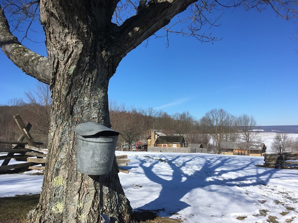 Metal maple sugar keelers hang from a tree with a log summer kitchen and snow in the background.