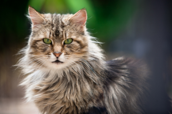 Feral Cat Trap - Eickemeyer Veterinary Technology