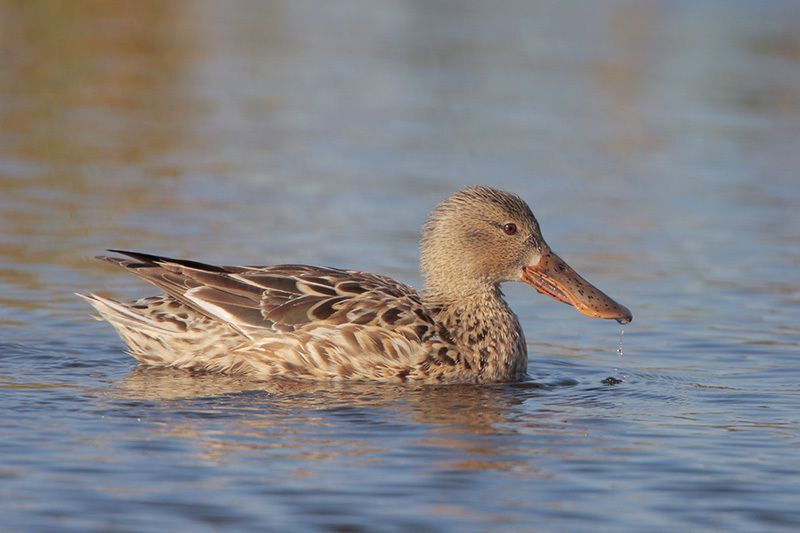 Northern Shoveler (female)