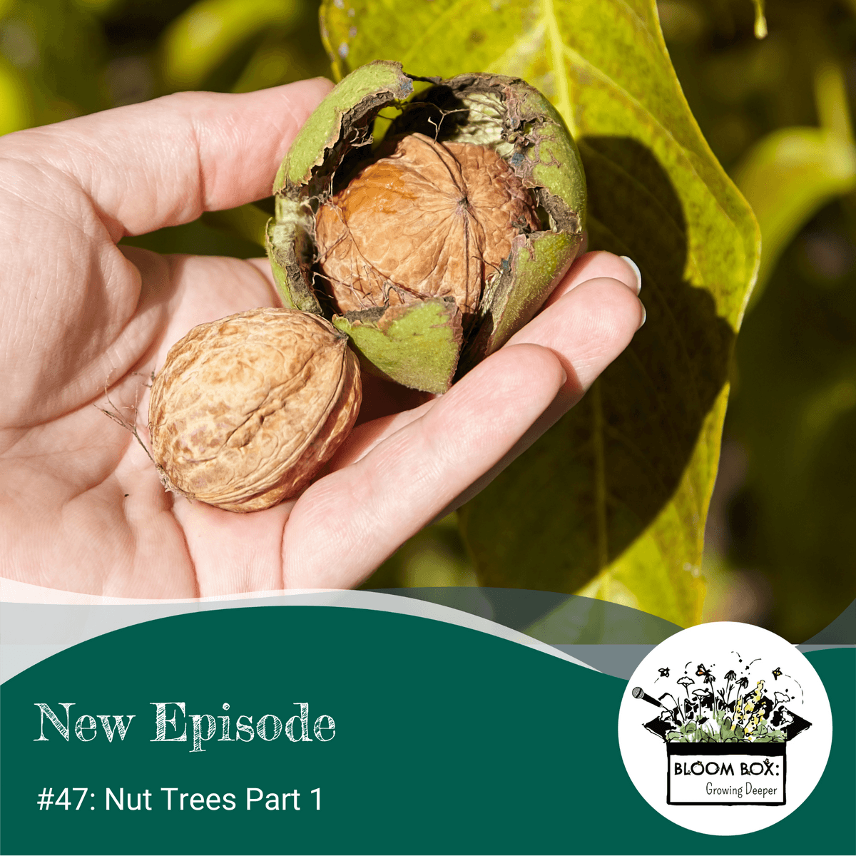 Bloom Box: Growing Deeper Podcast Episode 47: Nut Trees Part 1