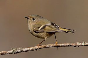 Ruby-crowned Kinglet