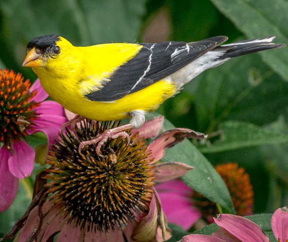 A goldfinch eats purple coneflower seeds as part of its summer and fall diet. 