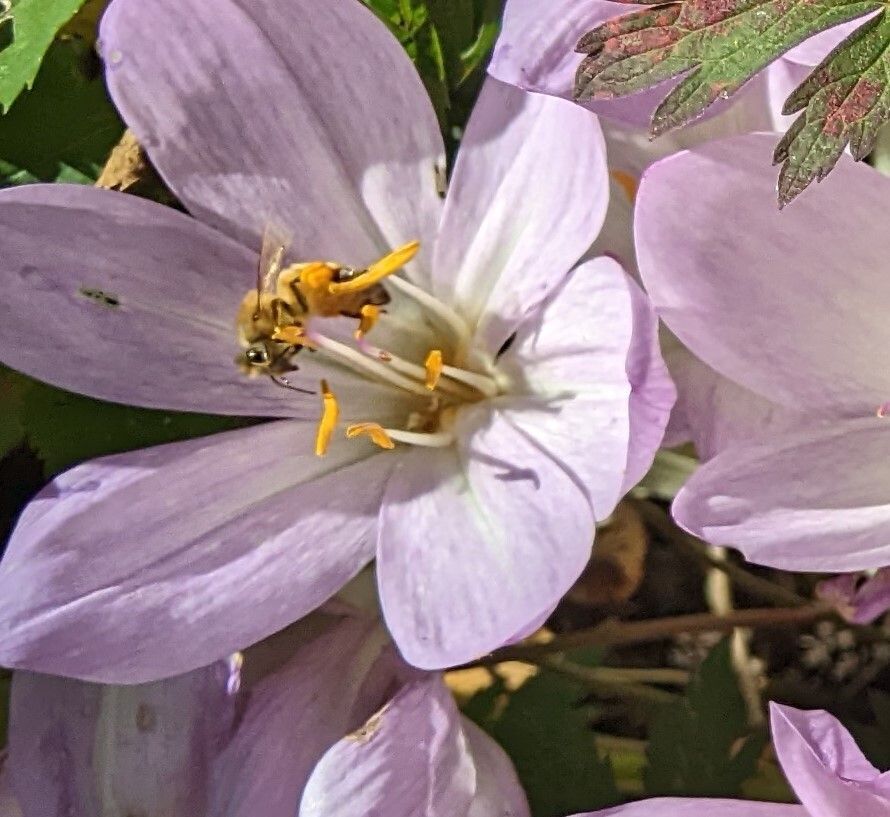 autumn crocus