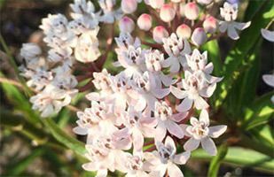 Milkweed: Native vs. Tropical