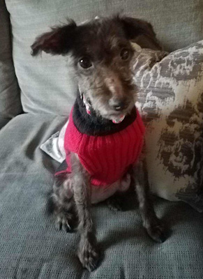 Hazel - ADOPTED