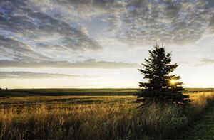 Tree & a sunset.