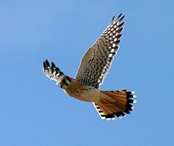 American Kestrel