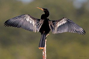 Beak of the Week: Anhinga