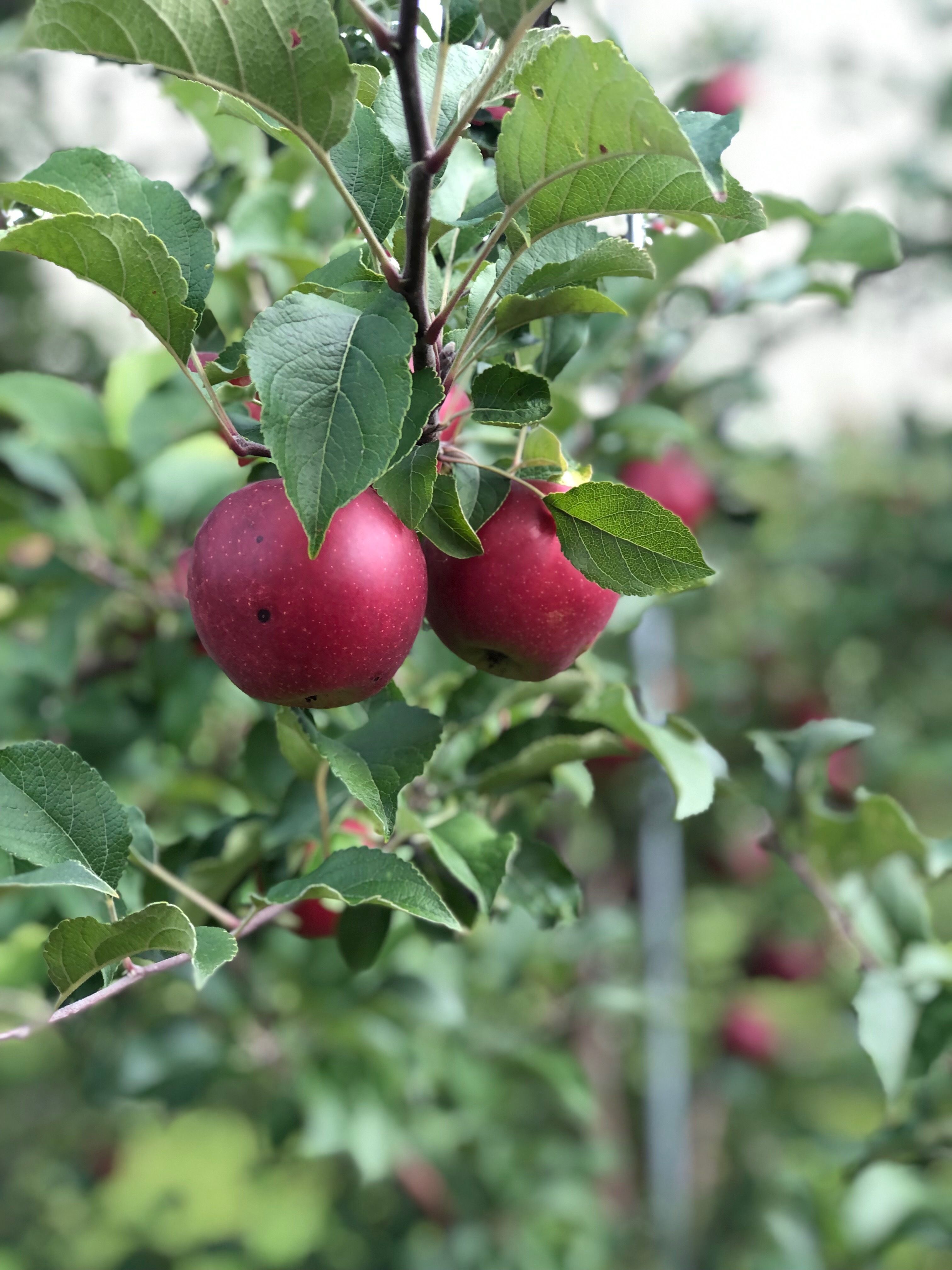 Cider Week(s): Relishing Fall with the Humble Apple