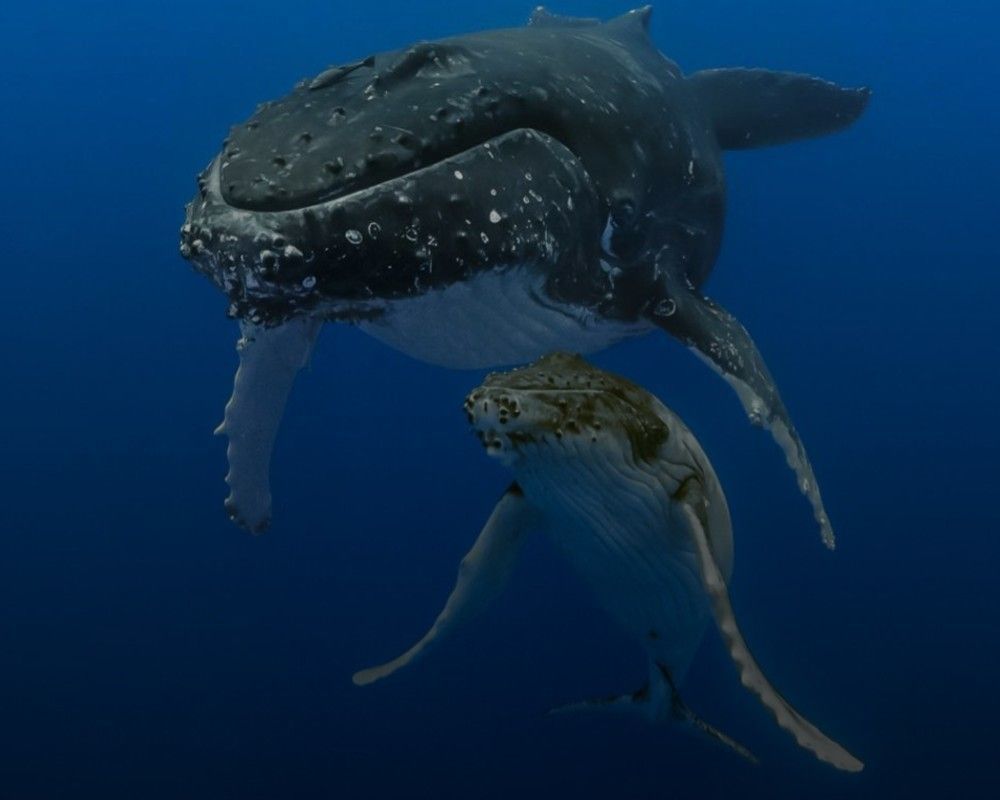 Nat Geo Live: Behind the Curtain: Secrets of the Whales with Brian Skerry