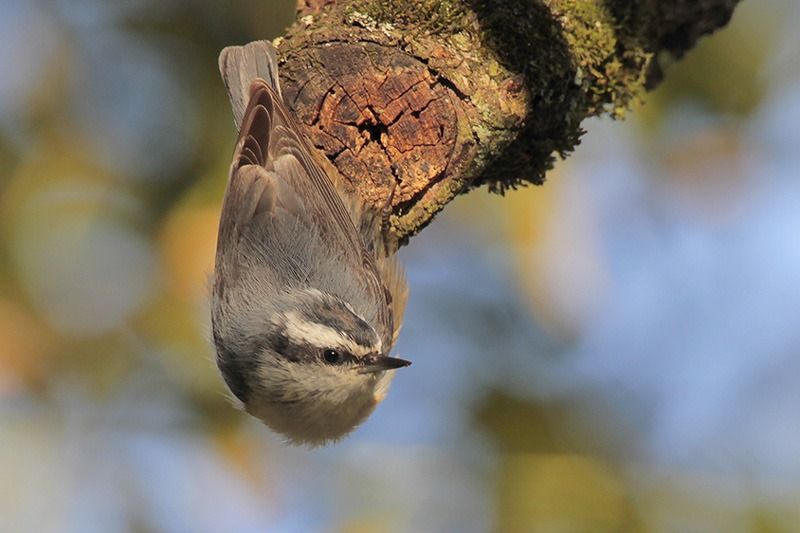 Red-breasted Nuthatch