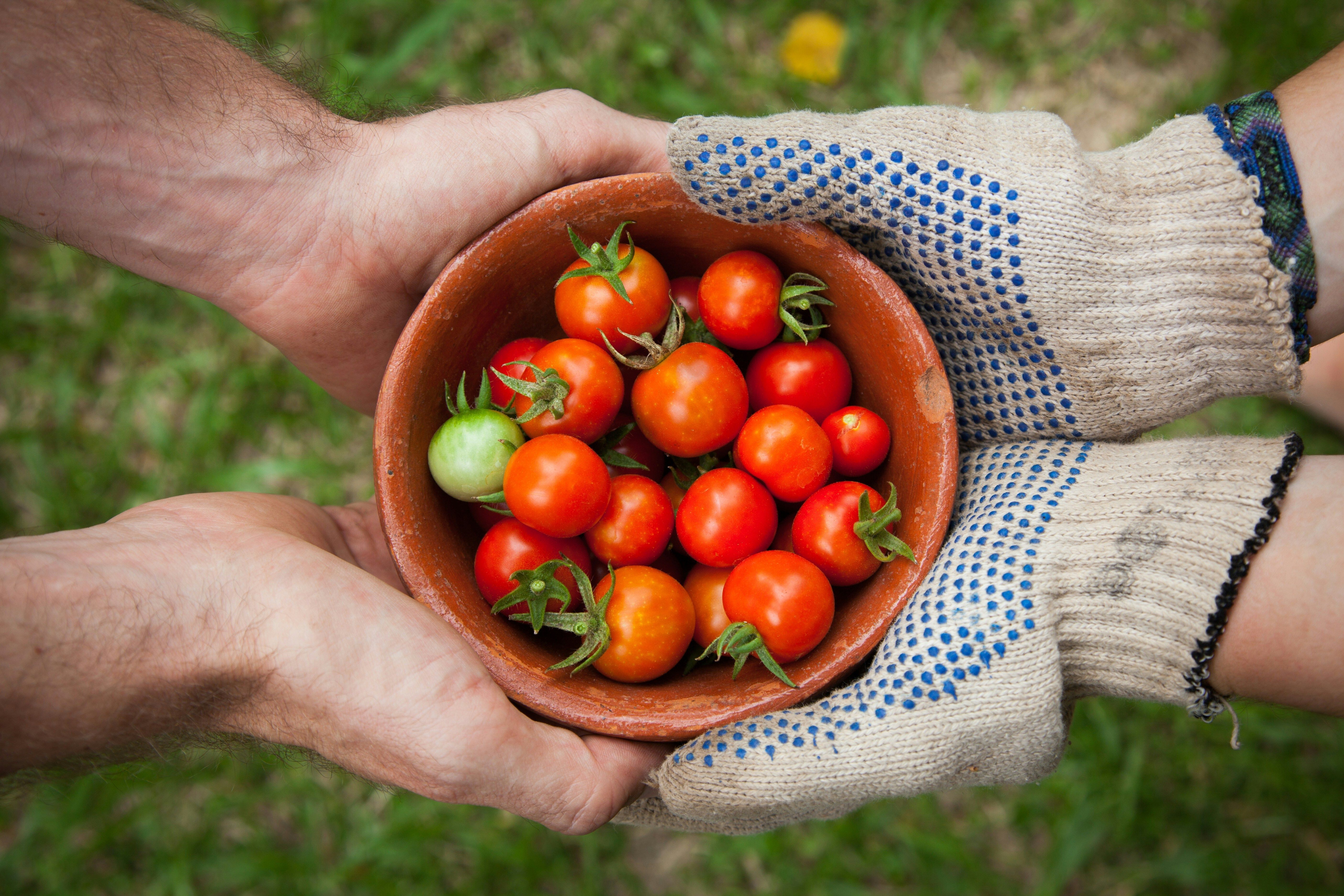 Impact Beyond Hunger: LFRC's Role in Building  A Stronger Community