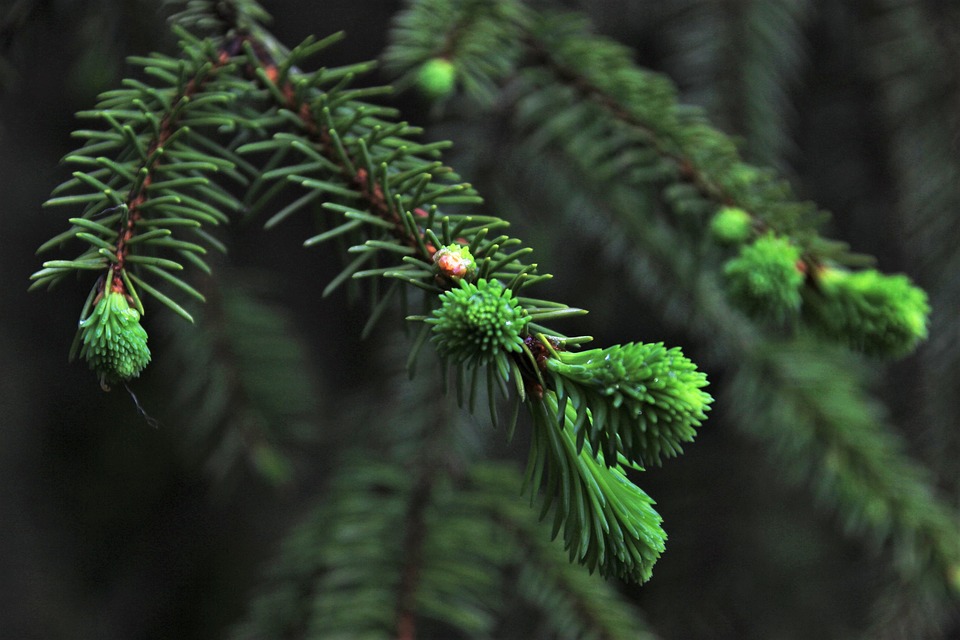 Holiday Greens: Leave the Greens for Wildlife