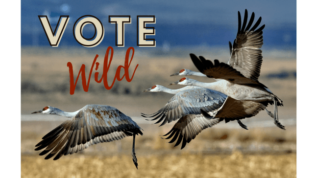 VOTE WILD THIS NOVEMBER!