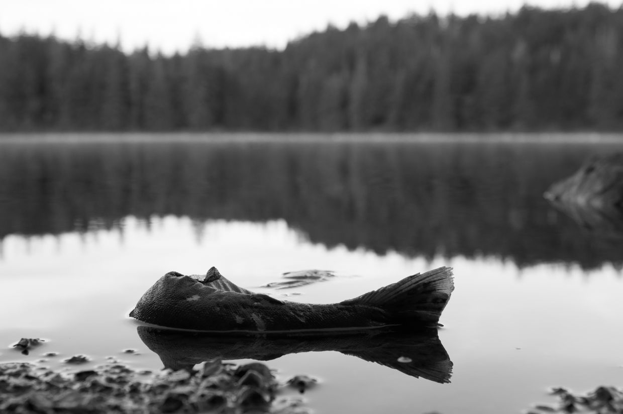 Ward Lake 4, Half Salmon with Reflection