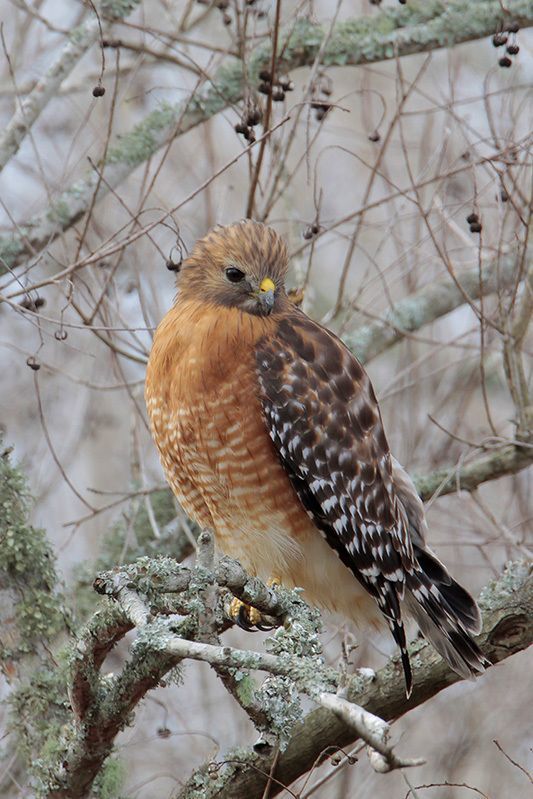 Red-shouldered Hawk (adult)