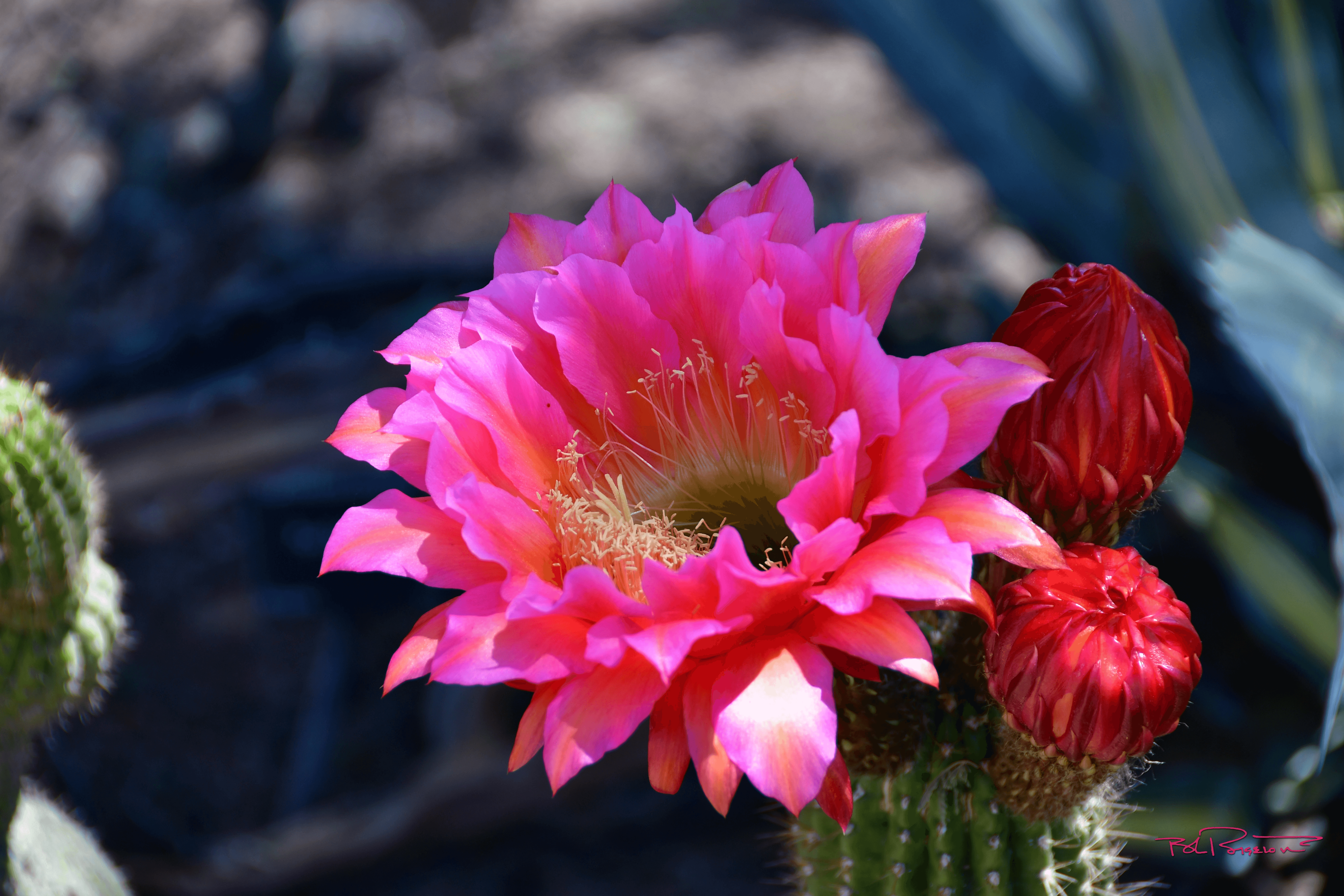 Cactus Bloom Pink