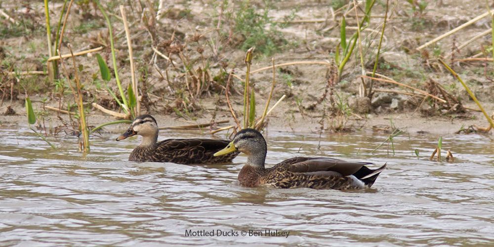 Mottled Ducks