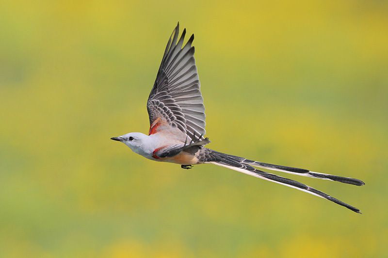 Scissor-tailed Flycatcher