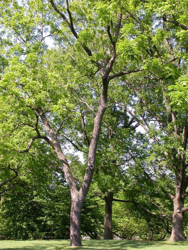 Black Walnut - Pack of 5 Seedlings (12"-18")