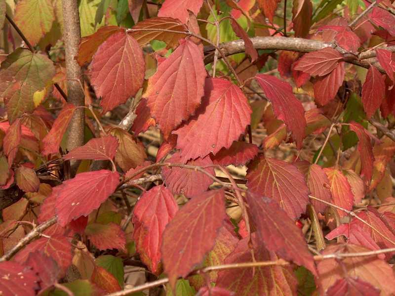 Arrowwood Virburnum - Pack of 25 Seedlings (12"-18")