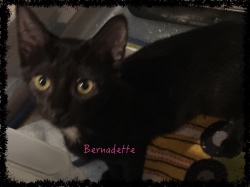 Bernadette