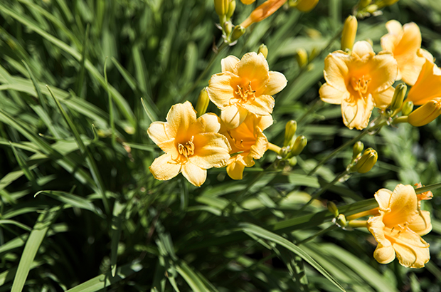 Photo of yellow spring flowers