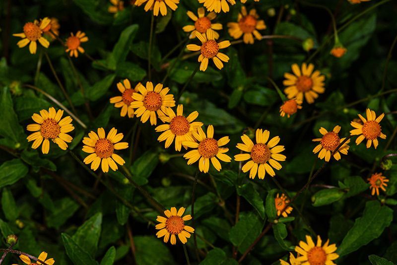 Creeping Spotflower