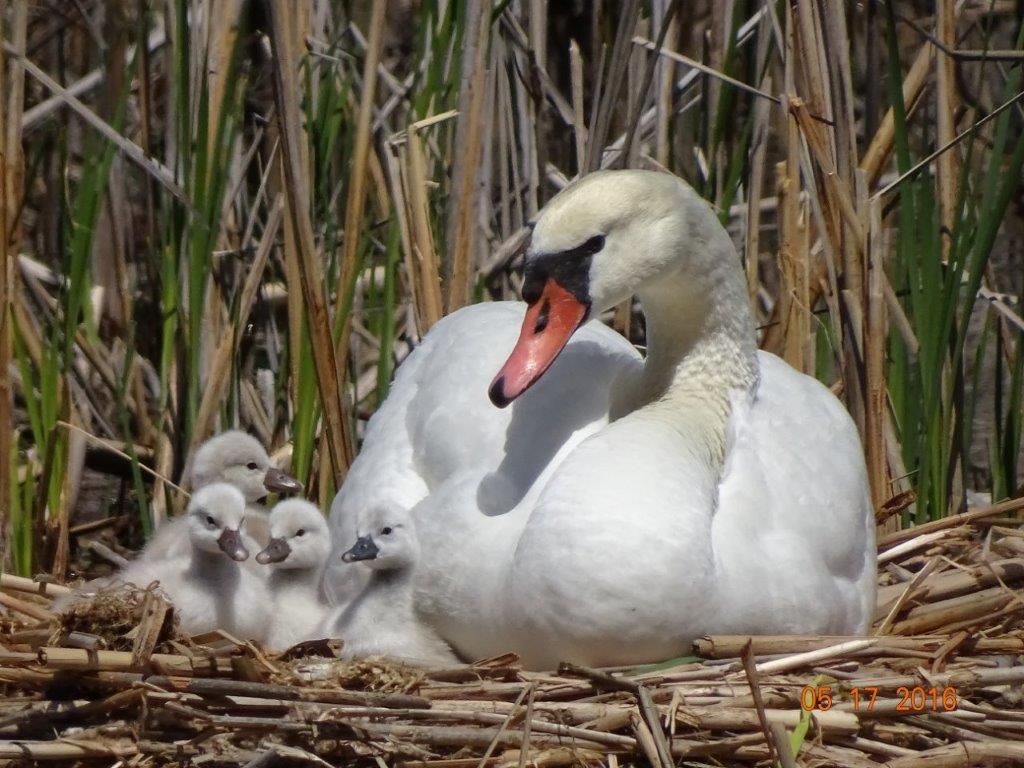 Female Mute Swan