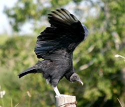 Beak of the Week: Black Vulture