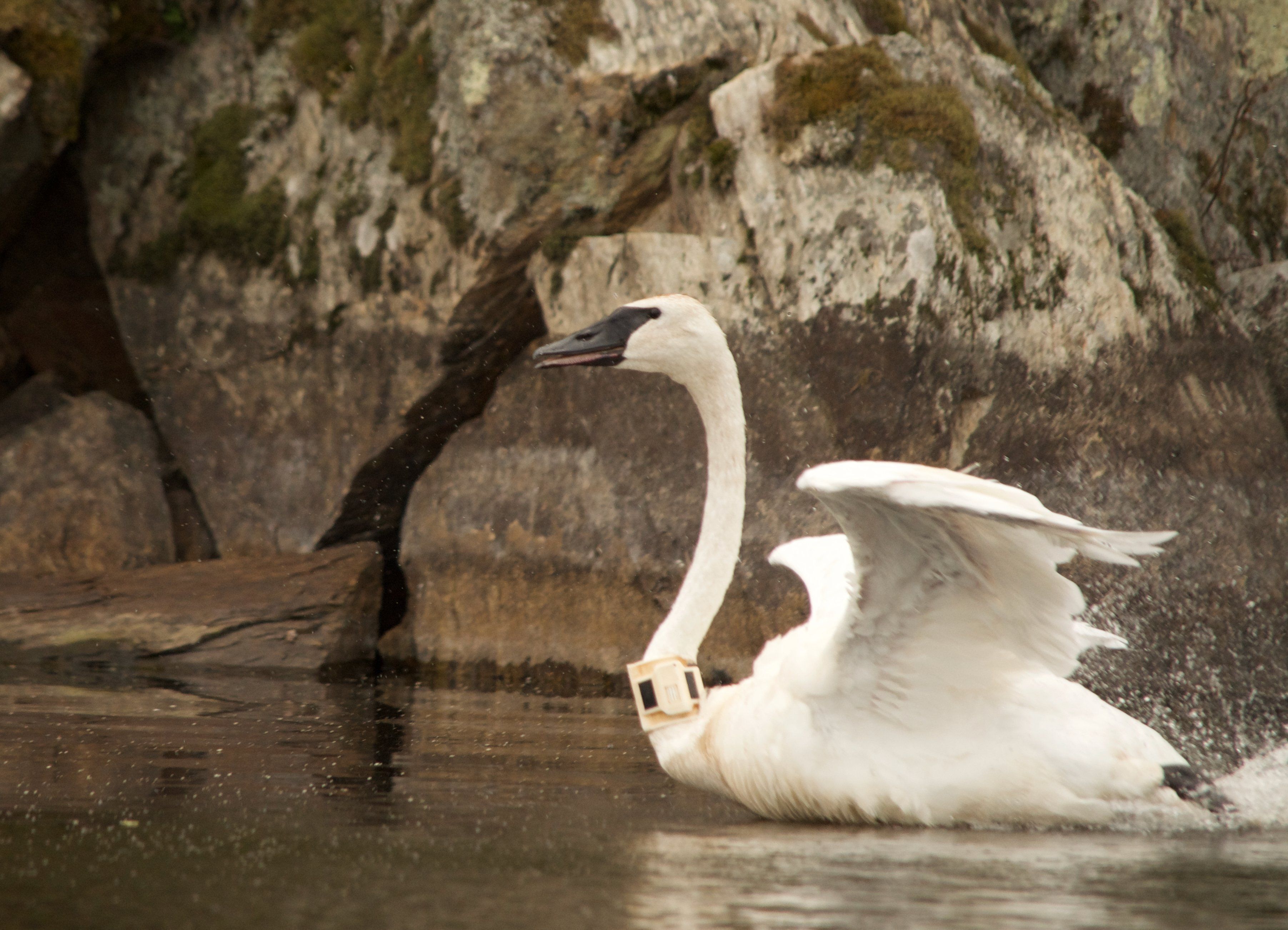 Minnesota female swan 8A in western Ontario