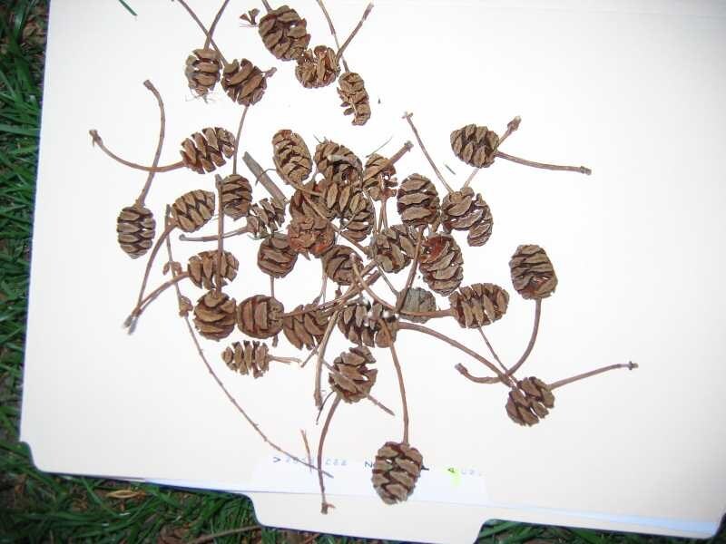 Dawn Redwood - Pack of 25 Seedlings (6"-12")