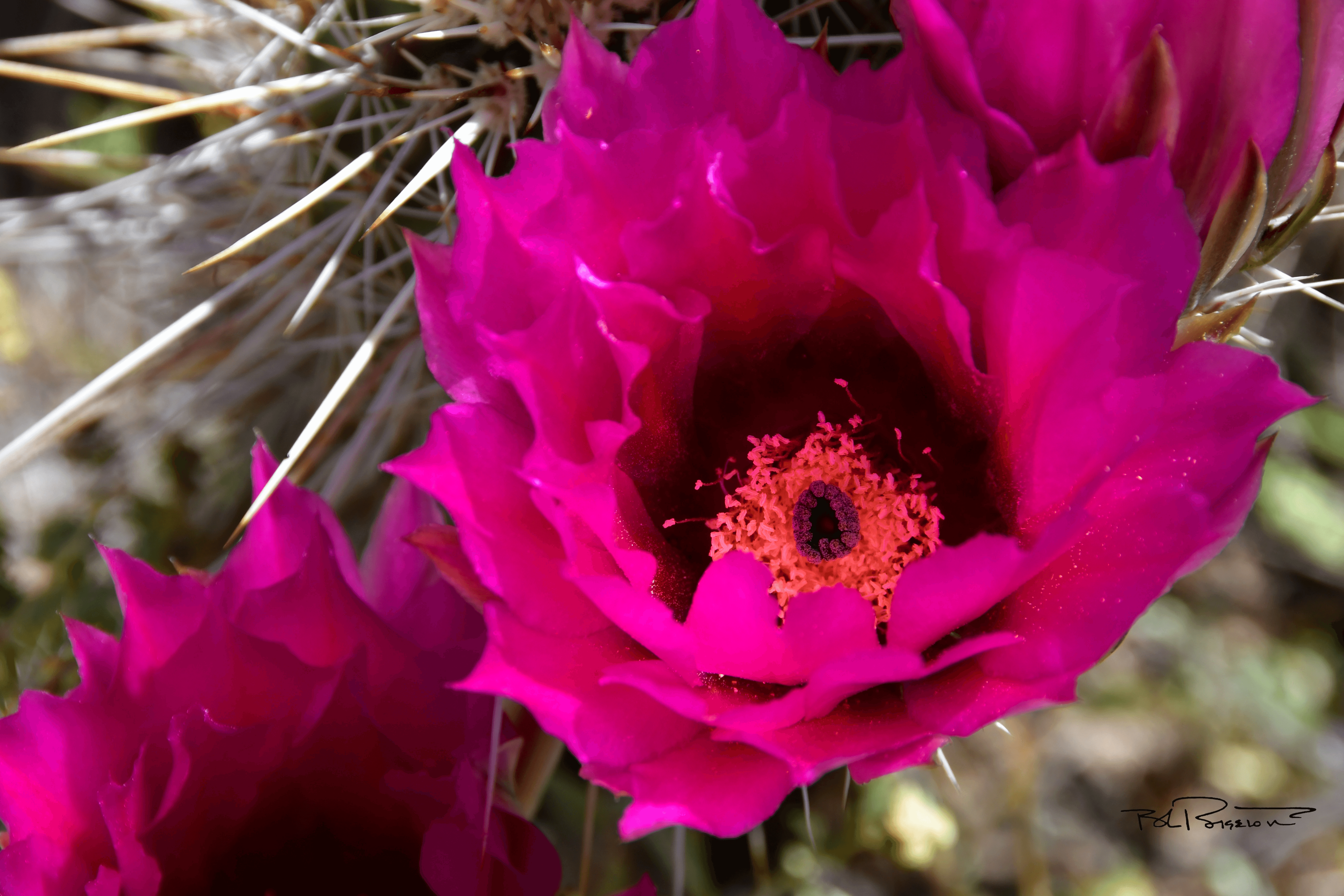 Cactus Bloom Purple