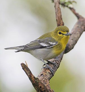 Beak of the Week: Yellow-throated Vireo