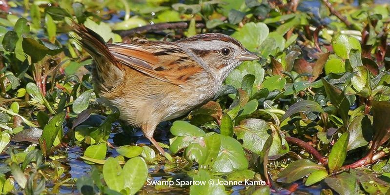 Swamp Sparrow