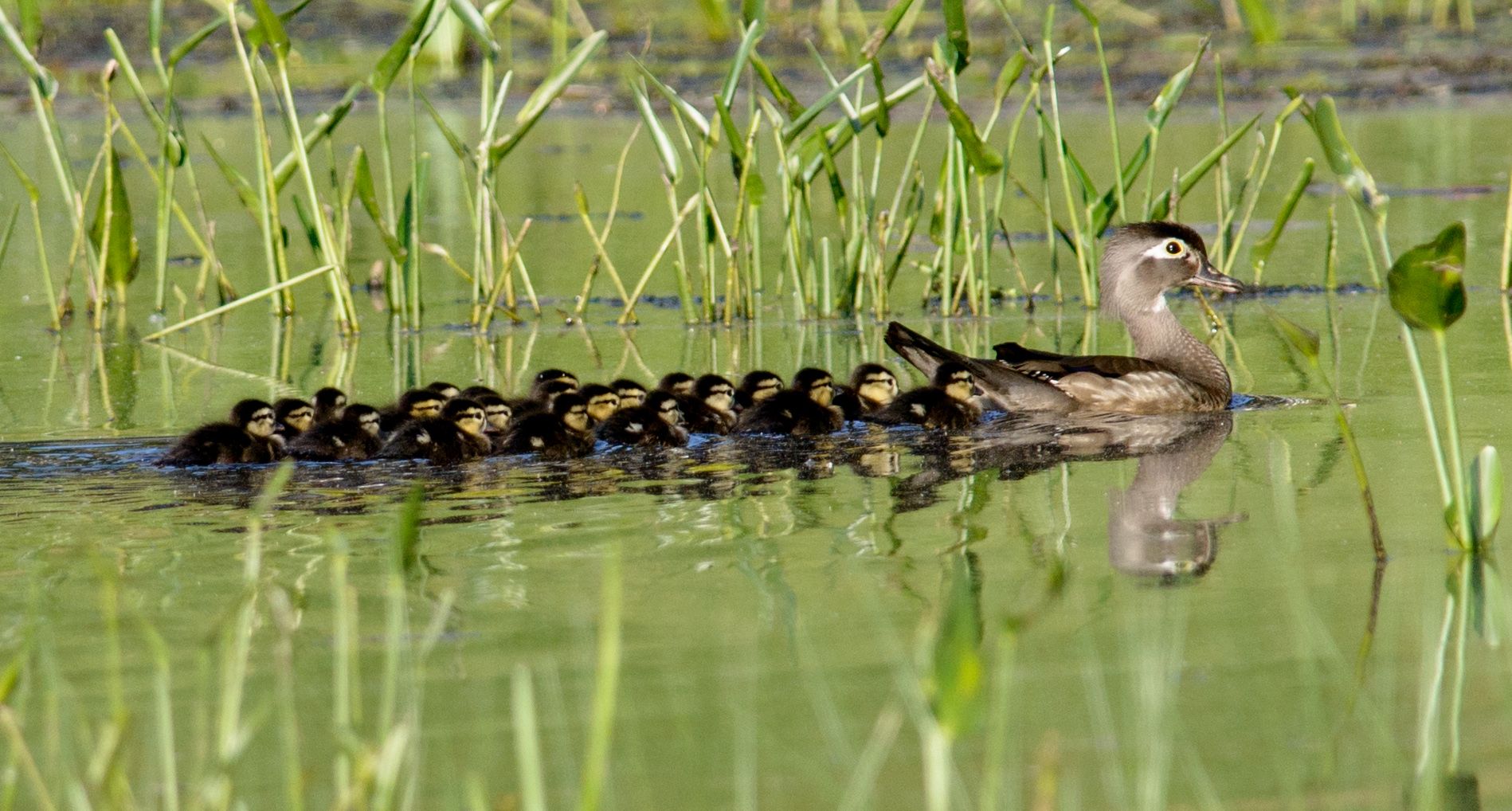 Spring Wildlife Babies | Audubon Society of RI