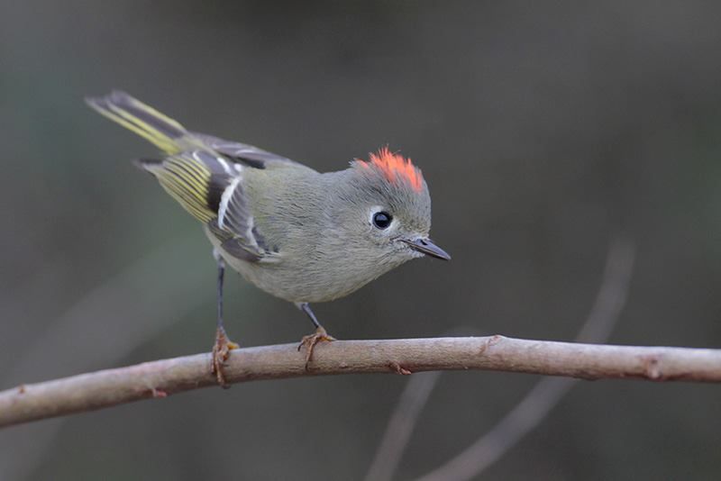 Ruby-crowned Kinglet