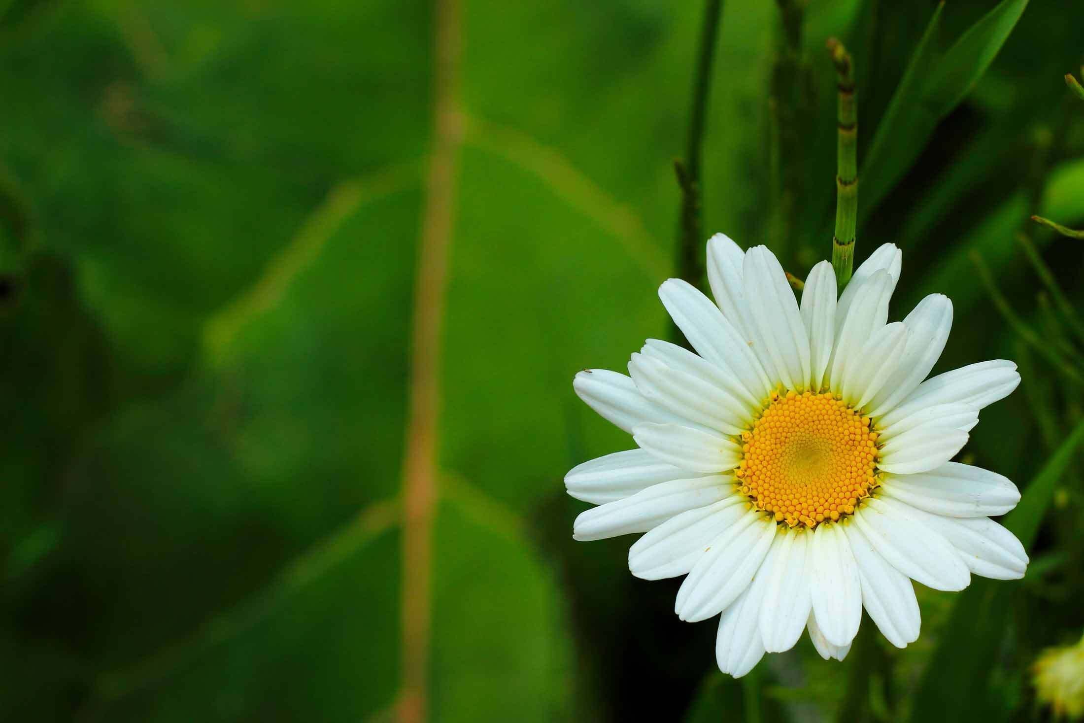 Oxeye Daisy