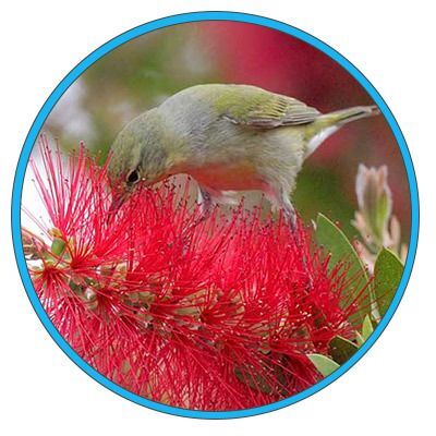 High Island Community